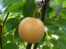 Asian Apple Pear